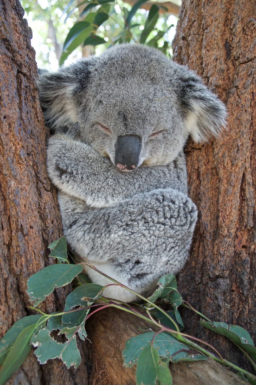 Picture of a koala sleeping in a tree.