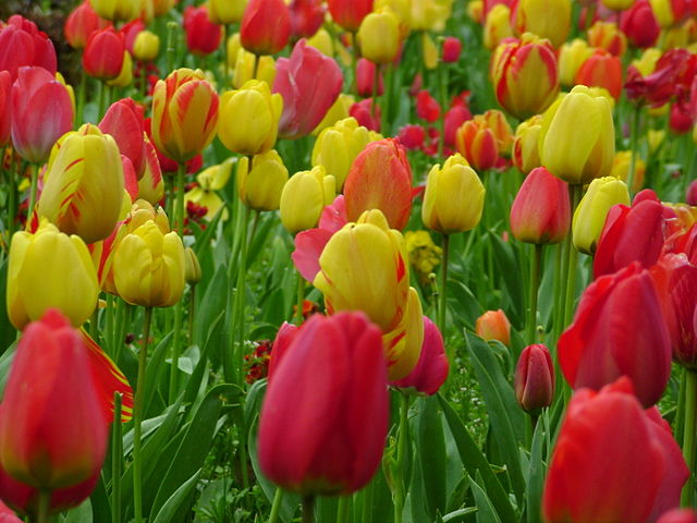 Picture of different colored tulips.